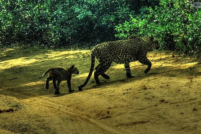 Wilpattu Safari